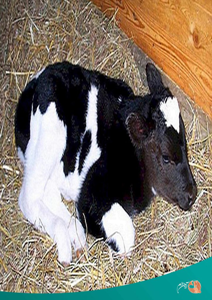 گوساله‌ای که اسهال گرفته و باید تغذیه‌ش تغییر کنه